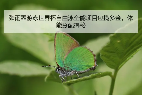 zhang-yu-fei-you-yong-shi-jie-bei-zi-you-yong-quan-neng-xiang-mu-bao-lan-duo-jin-ti-neng-fen-pei-jie-mi-3-929.jpg